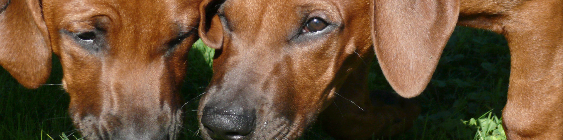 Zuchtziel & Welpenaufzucht