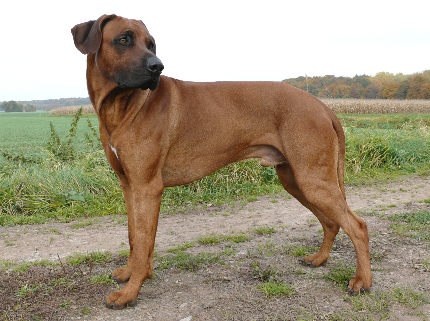 Akim