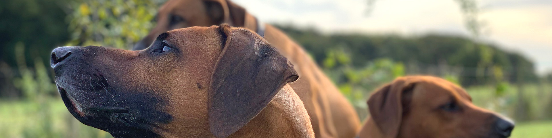 Unsere Hunde